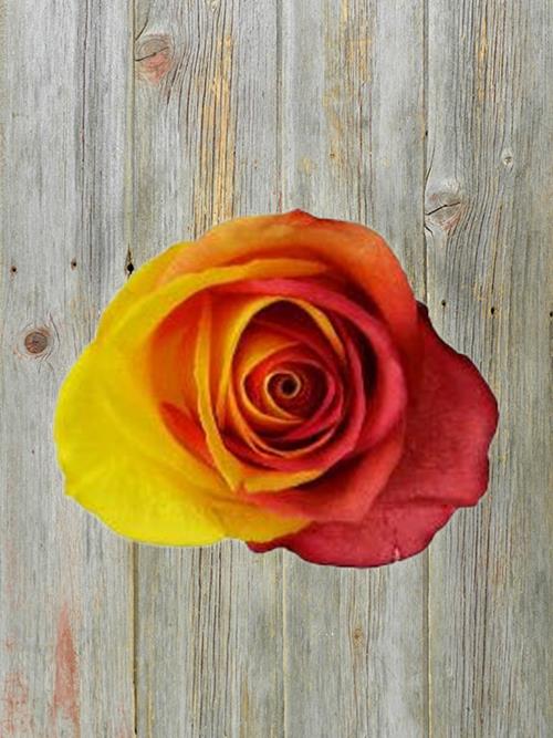 RED & YELLOW   TINTED ROSES